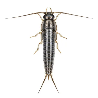 Silverfish close up
