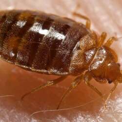 Close-up photo of a brown bed bug with a striped, oval-shaped body and six legs, crawling on human skin.
