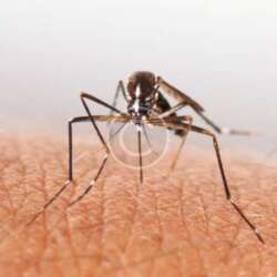 Close-up view of a mosquito standing on human skin, with its legs spread and proboscis extended, preparing to bite. The background is blurred, highlighting the mosquito and skin texture.