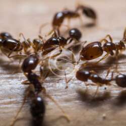 Close-up view of several small brown ants grouped together on a light brown surface, showing their segmented bodies and legs in detail.