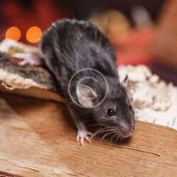 A small black rat with white paws stands on a piece of wood, looking forward. The background is blurred with warm tones and circular light spots.