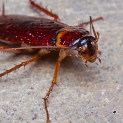Close-up of a reddish-brown cockroach on a rough, gray surface. The insects segmented legs and antennae are clearly visible, and its body appears shiny with tiny droplets of water.